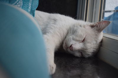 Close-up of cat sleeping