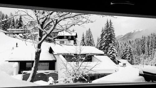 Snow covered trees in winter