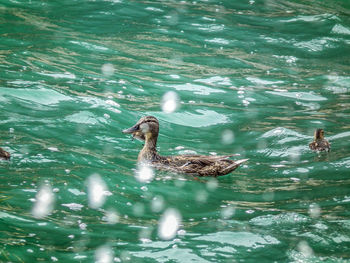 Duck swimming in lake