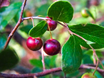 Close-up of berries growing on tree