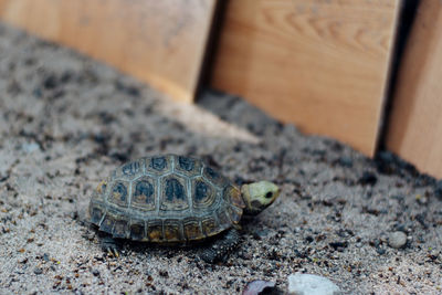 High angle view of a turtle