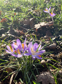 Close-up of purple crocus flowers on field