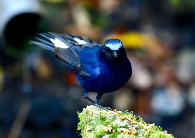 Close-up of bird perching on plant