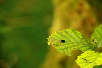 Close-up of lizard on plant