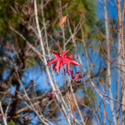 Close-up of red maple leaves on tree