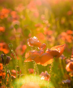 Close-up of orange flowering plant on field