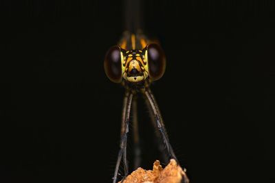 Close-up of a insect over black background