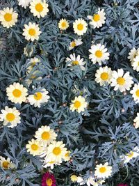 Yellow daisies blooming outdoors