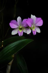 Close-up of flowers blooming against black background