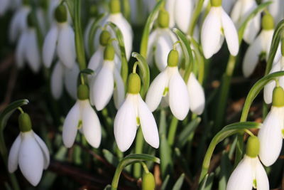 Close-up of flowers blooming outdoors