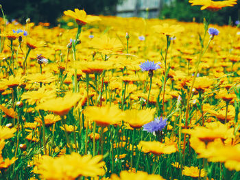 Close-up of fresh yellow flowers blooming in field