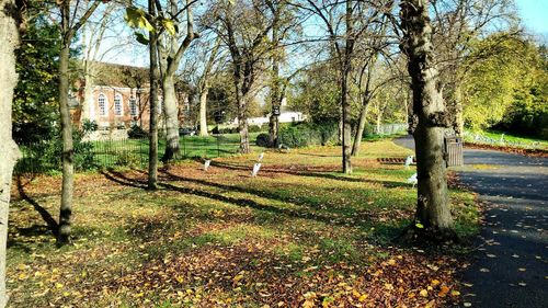 Trees growing in park