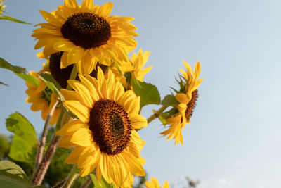 Close-up of sunflower against sky