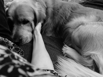 Close-up of dog sleeping on sofa