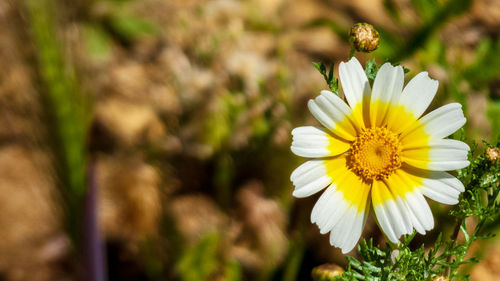 Close-up of white daisy flower