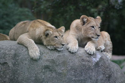 View of cats relaxing on rock