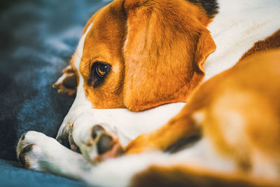 Close-up of dog lying on bed