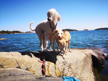 Dog on rock by sea against sky