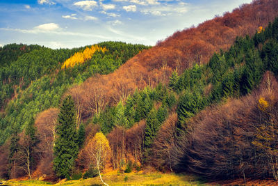 Scenic view of forest against sky during autumn