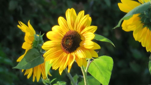 Close-up of insect on yellow flower