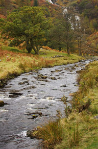 Scenic view of river stream amidst trees in forest