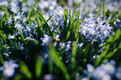 Close-up of purple flowering plant