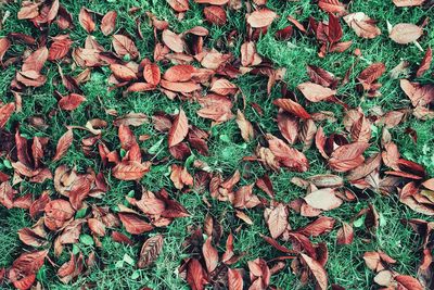 Full frame shot of fallen autumn leaves