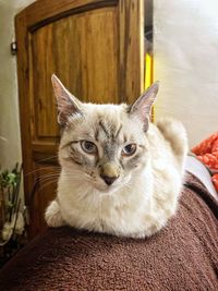 Close-up portrait of cat relaxing at home