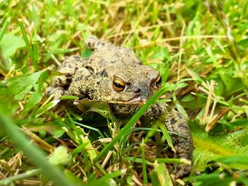 Close-up of lizard on grass