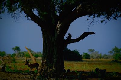 Trees on field