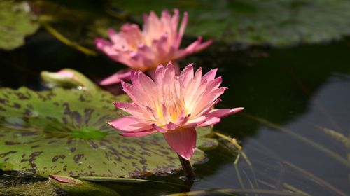 Close-up of pink lotus water lily in pond