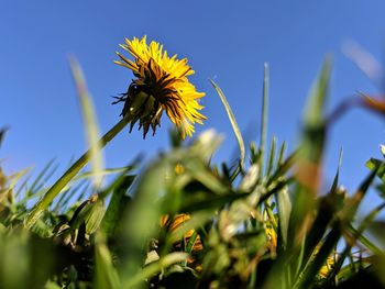 Close-up of yellow flowering plants on field against sky