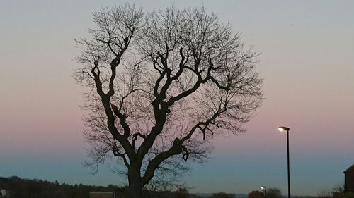 Close-up of silhouette tree against sky at sunset