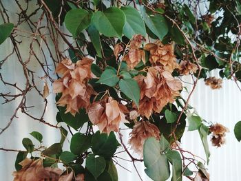 Close-up of flowering plant and leaves on tree