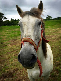 Close-up portrait of horse on field