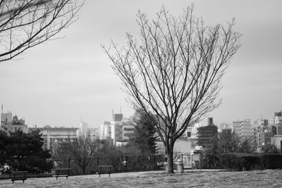 Bare trees in the city