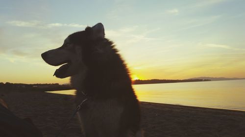 Dog sitting on shore against sky during sunset