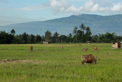 Sheep in a field