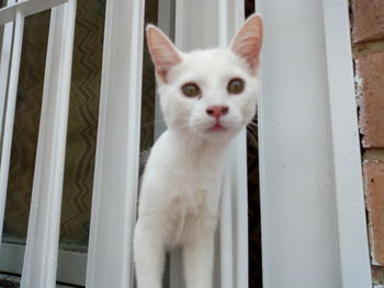 Portrait of white cat by railing