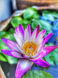 Close-up of pink water lily