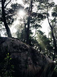 Low angle view of trees in forest against bright sun