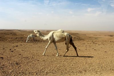 Horse standing in desert against sky