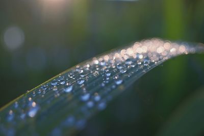 Close-up of water drops on leaf