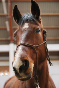 Close-up of horse in stable