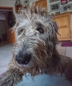 Close-up portrait of dog