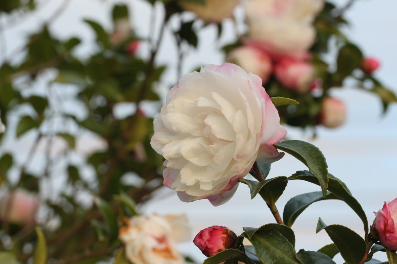 CLOSE-UP OF ROSE PLANT