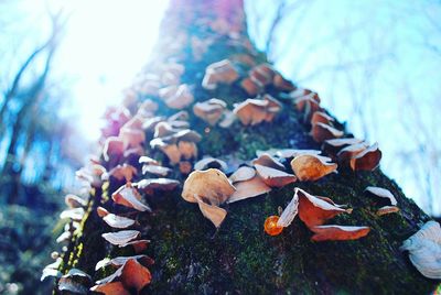 Close-up of autumn leaves on tree