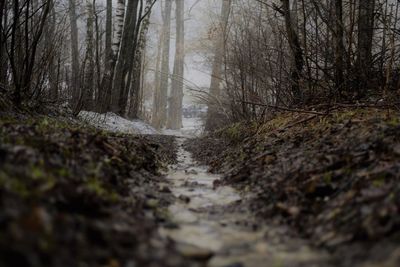 Surface level of road amidst trees in forest