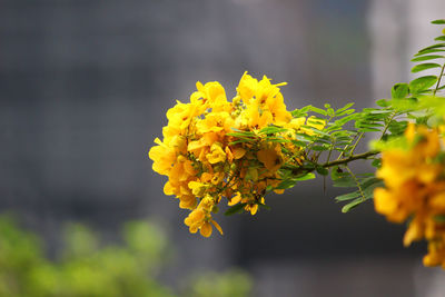 Close-up of yellow flowering plant