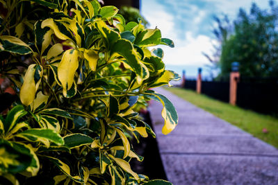 Close-up of yellow flowering plant